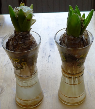 rotting bulbs in 1950s flower transfer vases