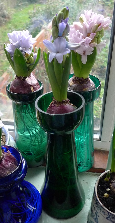 forced hyacinths on Christmas Eve
