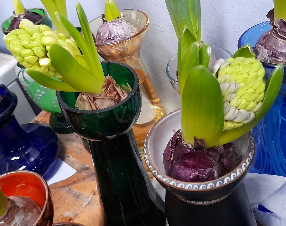 aiolos and blue eyes hyacinth buds