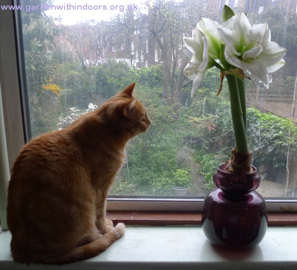 amaryllis vase with flower