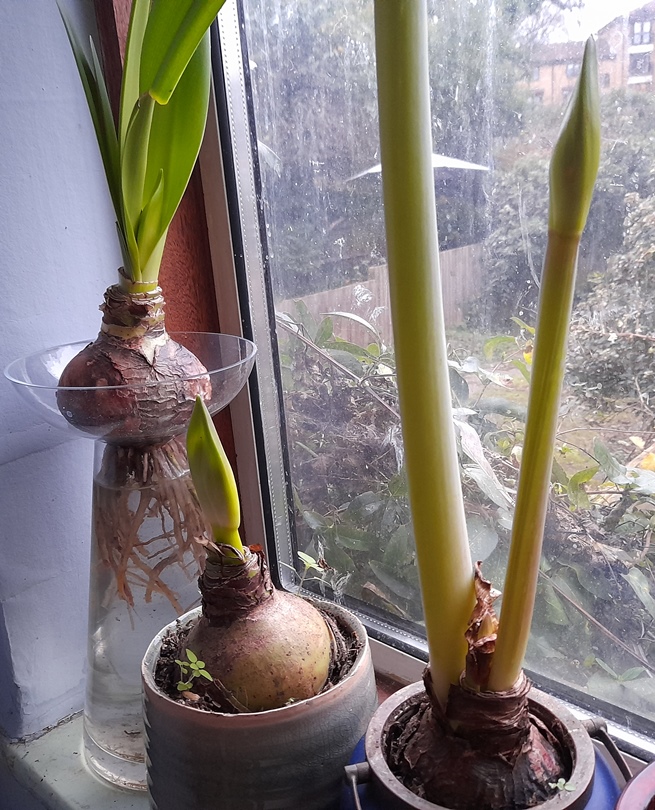 Apple Blossom amaryllis