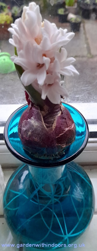 forced Apricot Passion hyacinth