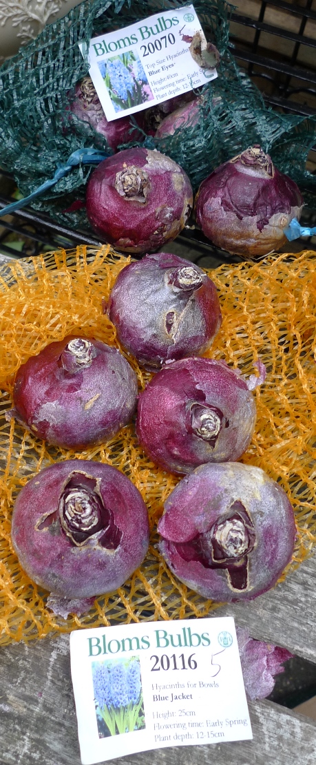 Bloms hyacinth bulbs Blue Eyes and Blue Jacket