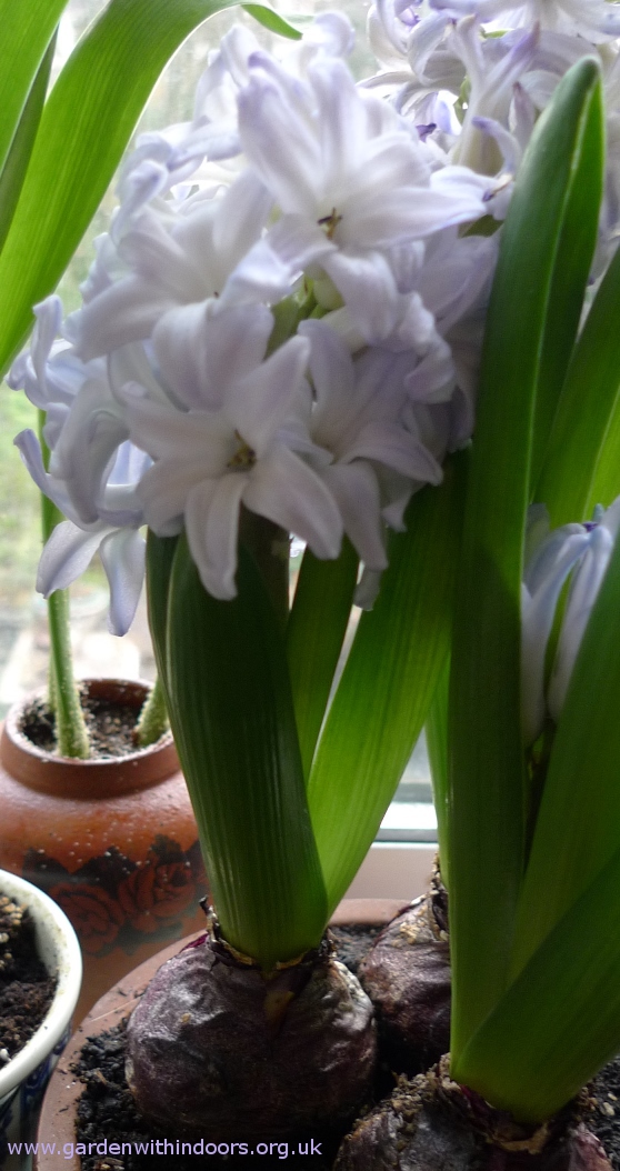 Blue Eyes hyacinth flower