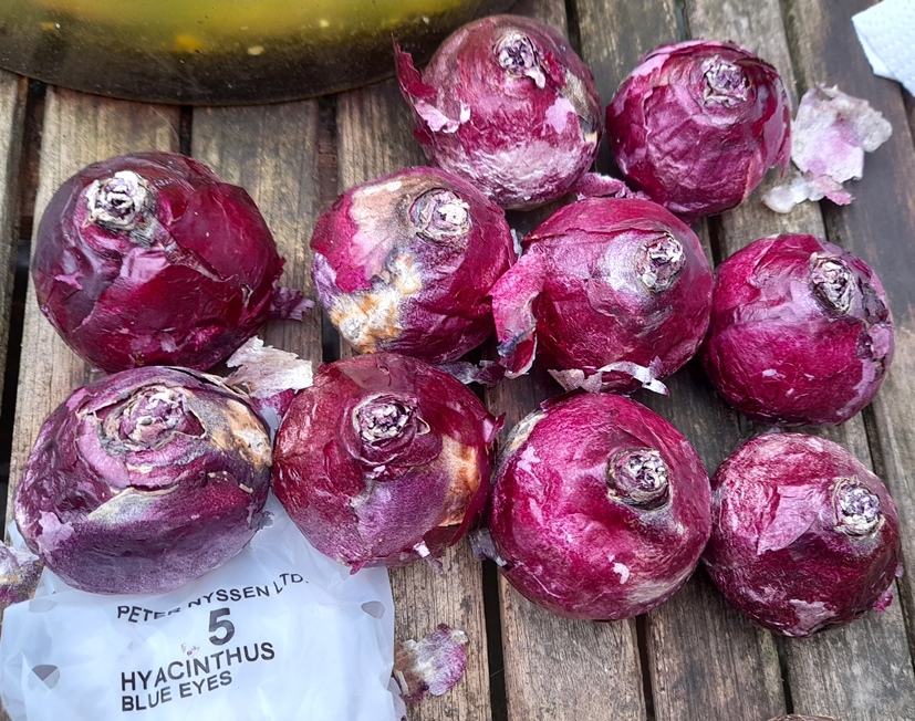 Blue Eyes hyacinth bulbs
