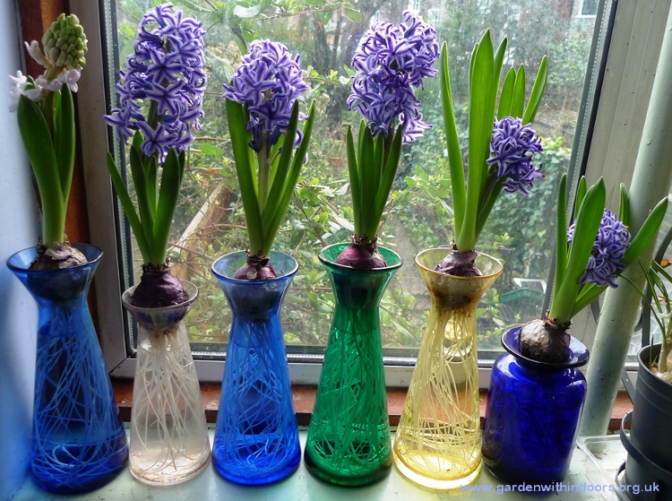 blue jacket hyacinths