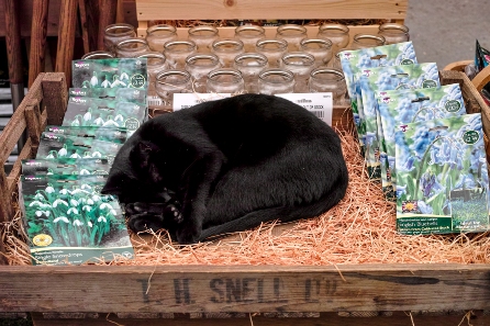 black cat at Boma garden centre with hyacinth vases in the background