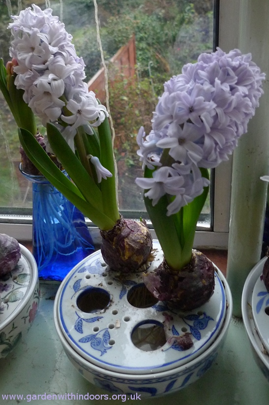 Carribean Dream forced hyacinths