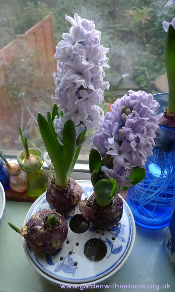 Caribbean Dream forced hyacinths