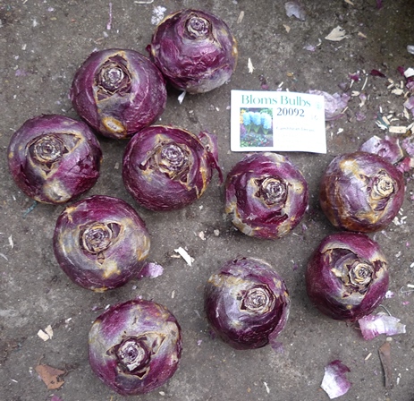 Bloms Carribean Dream hyacinth bulbs