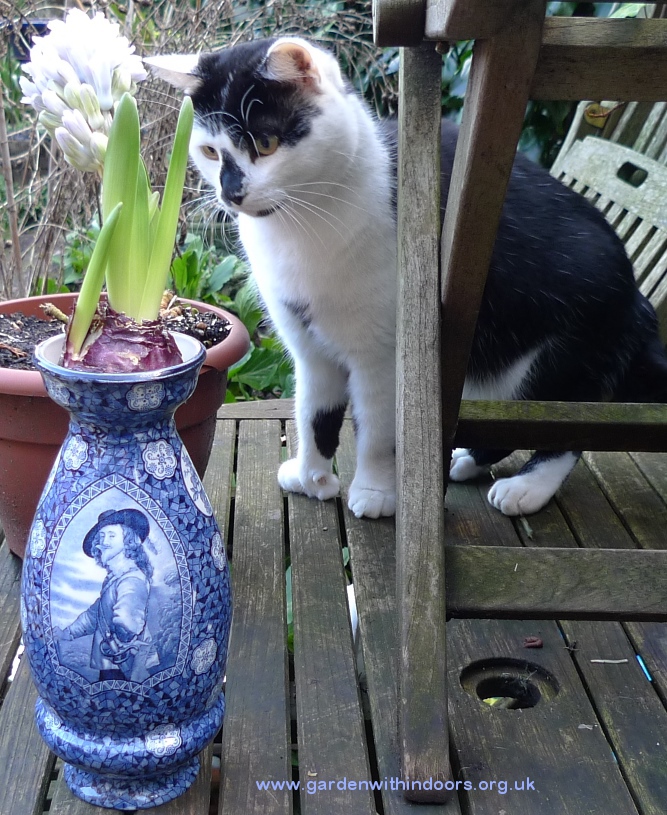 Charles I vase with hyacinth