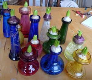 ready hyacinth bulbs