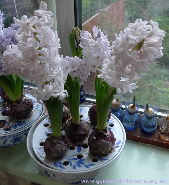City of Bradford forced hyacinths
