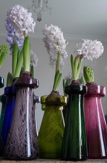 City of Bradford forced hyacinths