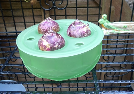 Davidson bulb bowl with Carribean Dream hyacinth bulbs