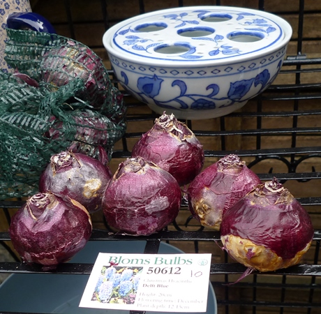 Bloms Delft Blue hyacinth bulbs