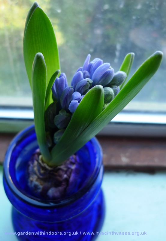 forced hyacinth buds