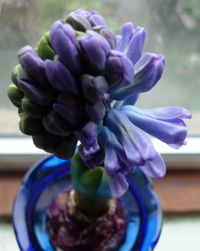 Delft Blue hyacinth buds