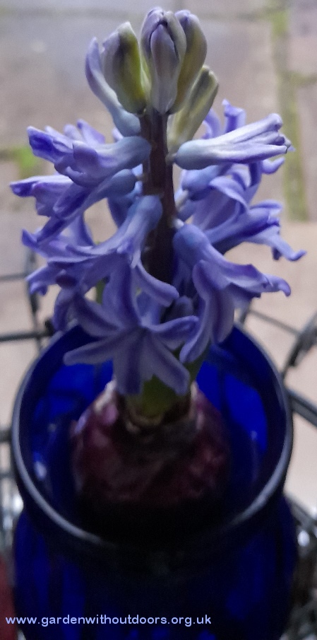 forced Delft Blue hyacinth