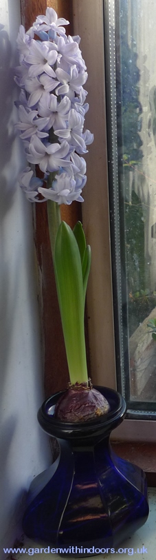 Delft Blue hyacinths