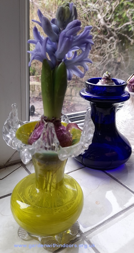 forced delft blue hyacinth