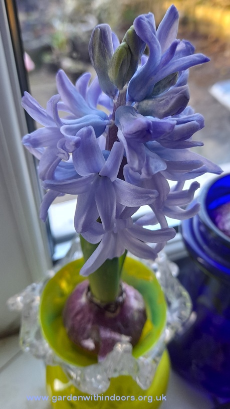 forced delft blue hyacinth