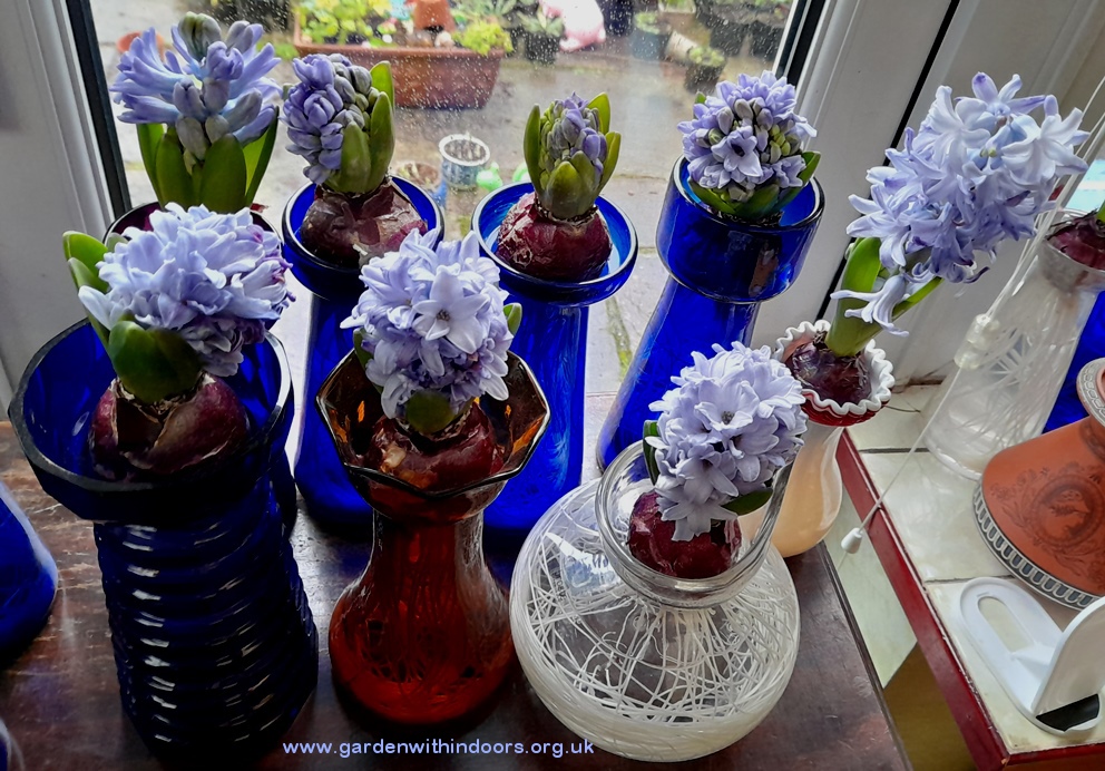 forced Delft Blue hyacinths for Christmas in hyacinth vases