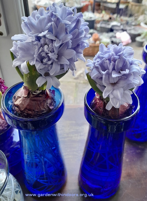 delft blue hyacinths