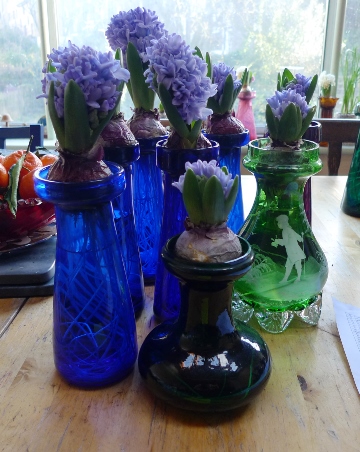 delft blue hyacinths