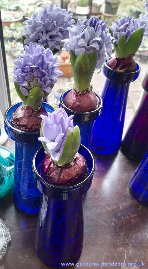 forced delft blue hyacinths in hyacinth vases