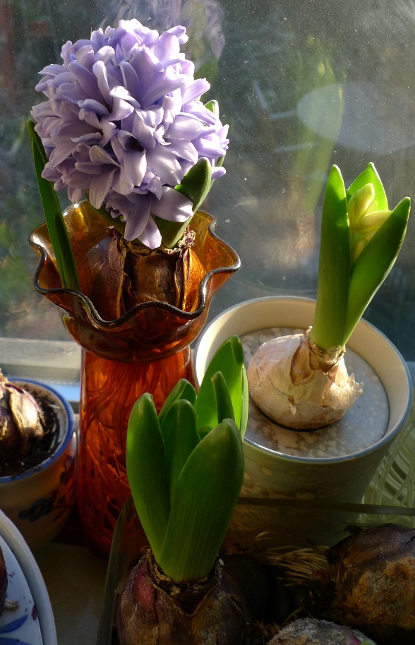 forced Delft Blue hyacinth end of December