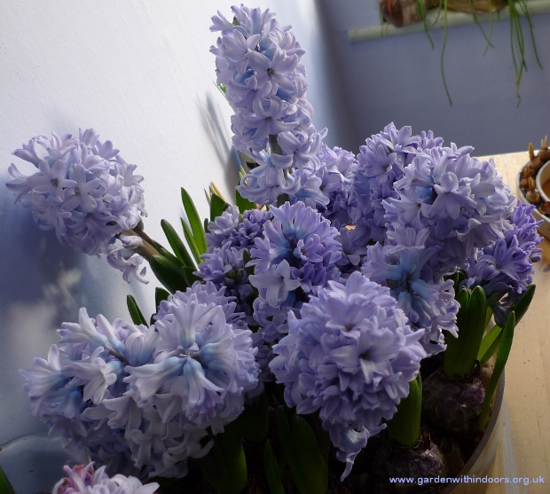 Delft Blue hyacinths