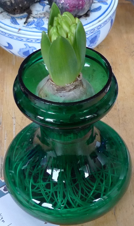 fairy white hyacinth