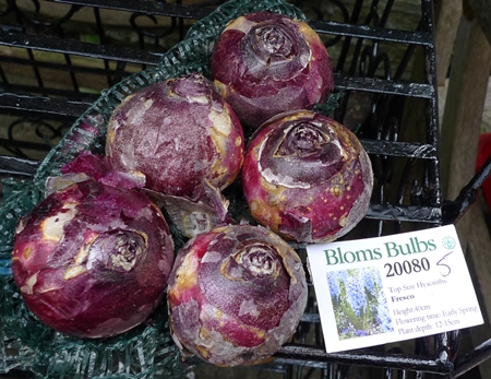 Bloms Fresco hyacinth bulbs