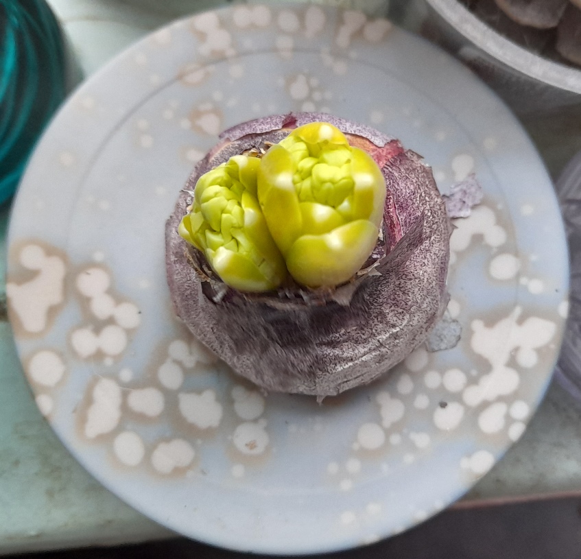 forced hyacinths in vases out of the dark for Christmas