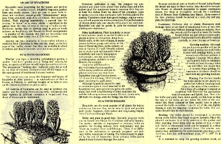 Hyacinths The all purpose flower