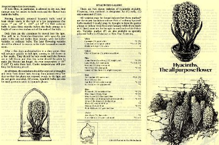 Hyacinths The all purpose flower