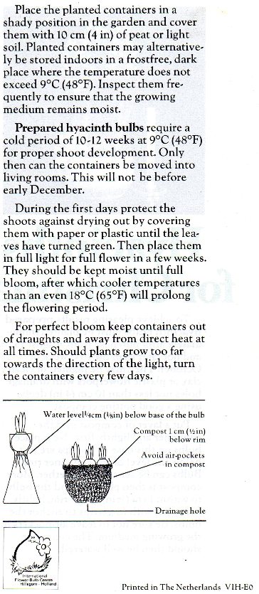 Hyacinths for Christmas page 2