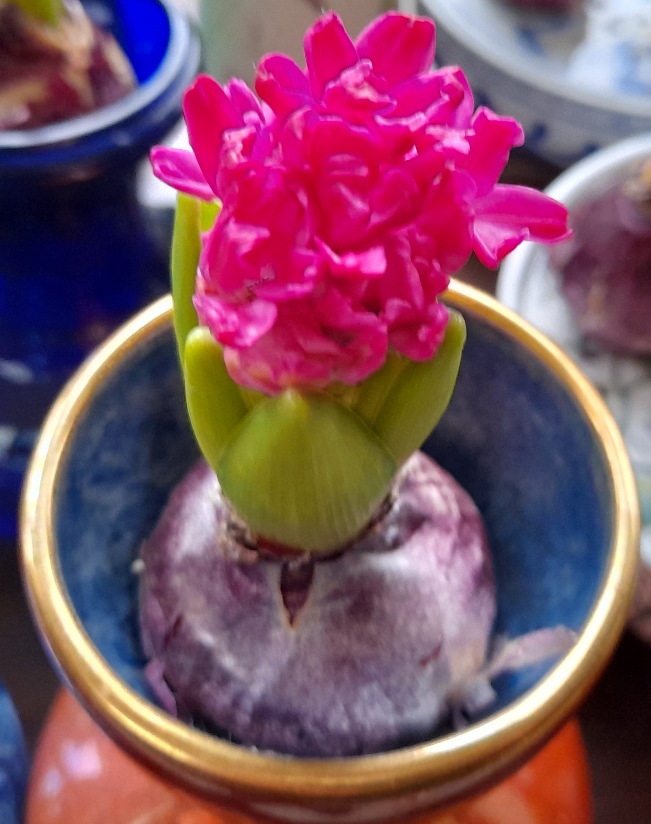 forced Jan Bos hyacinth