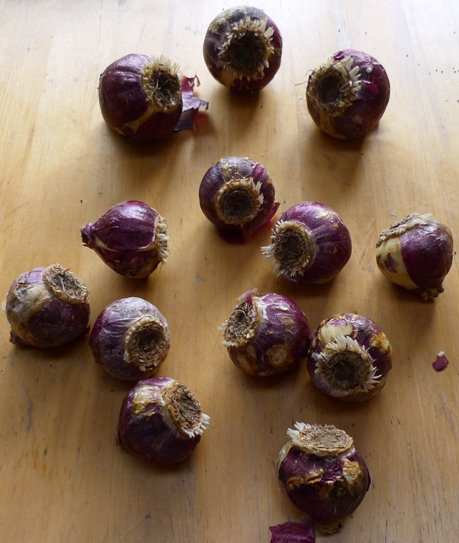 Lady Derby unprepared hyacinths after 4 weeks in the fridge