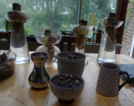 Marks and Spencer bulb forching gifts prepared for forcing