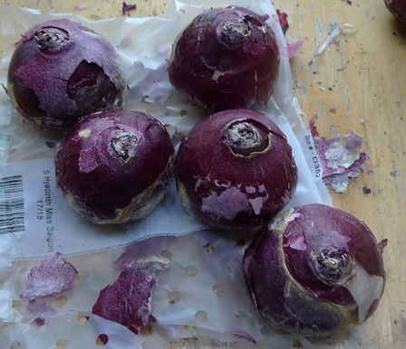 Miss Saigon hyacinth bulbs