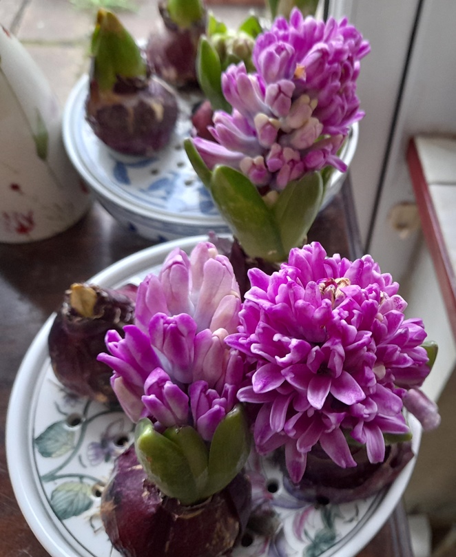 miss saigon hyacinths forced bulb bowl