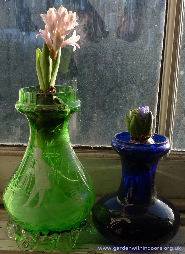 forced Pink Elephant hyacinths