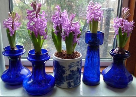 Purple Sensation hyacinths