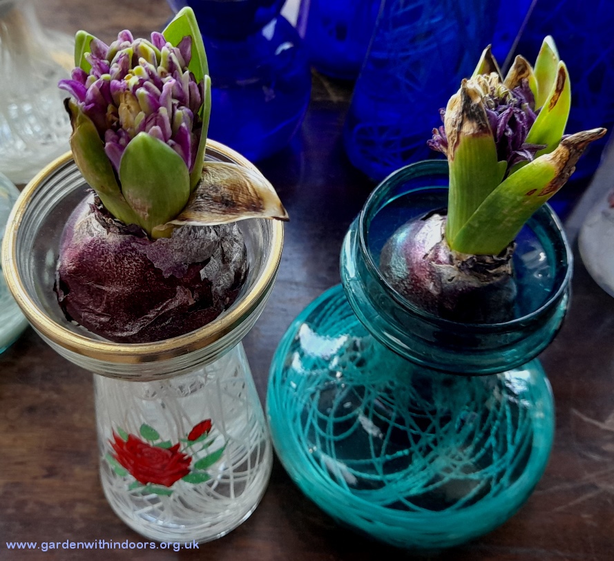 forced purple sensation hyacinths