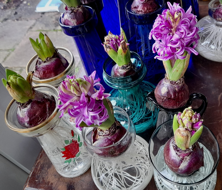 purple sensation hyacinths