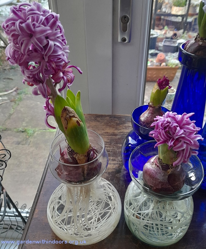 forced purple sensation