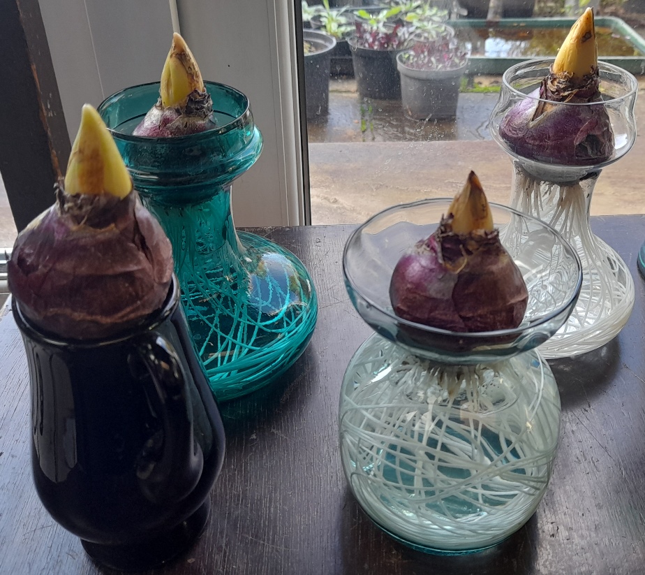 hyacinth vases