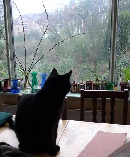 Pussycat with pussy willows and narcissus